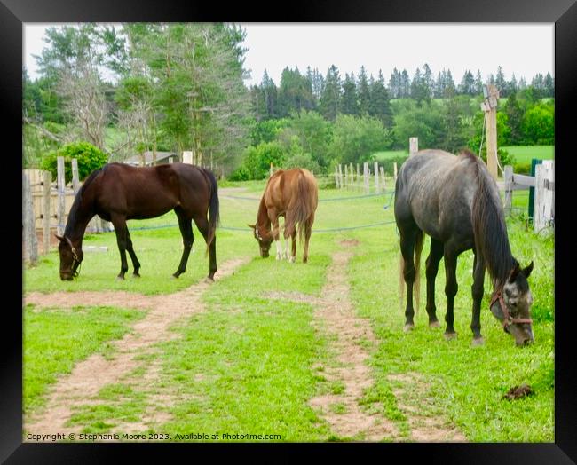 Three Horses Framed Print by Stephanie Moore