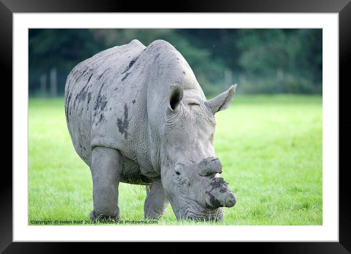 Rhinoceros standing on a lush green field - Knowsley Safari Park UK Framed Mounted Print by Helen Reid
