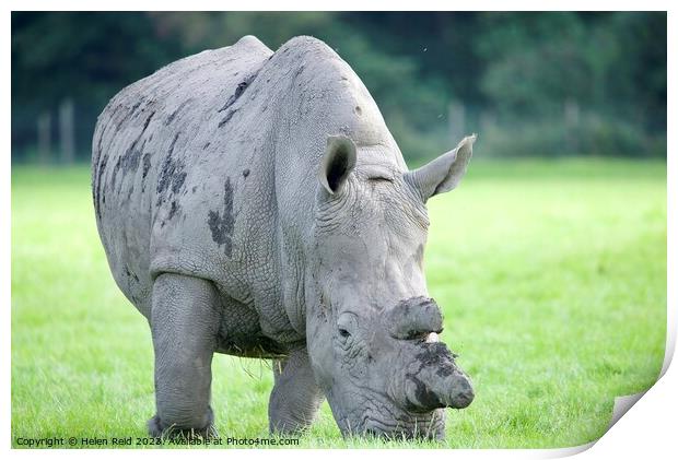 Rhinoceros standing on a lush green field - Knowsley Safari Park UK Print by Helen Reid