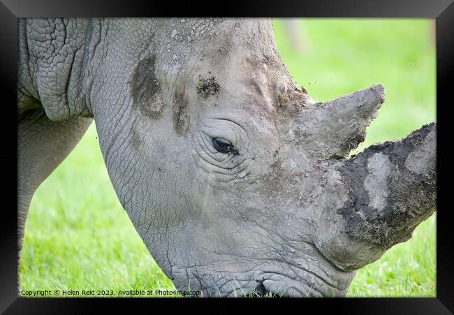 A rhinoceros standing on a lush green field eating - side head view Framed Print by Helen Reid