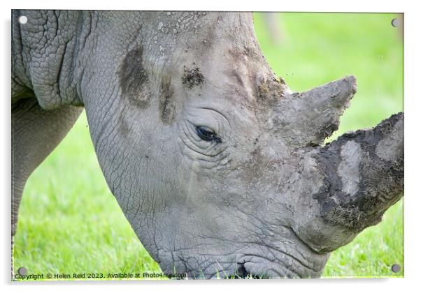 A rhinoceros standing on a lush green field eating - side head view Acrylic by Helen Reid