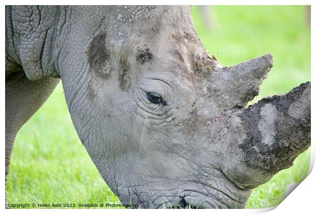 A rhinoceros standing on a lush green field eating - side head view Print by Helen Reid