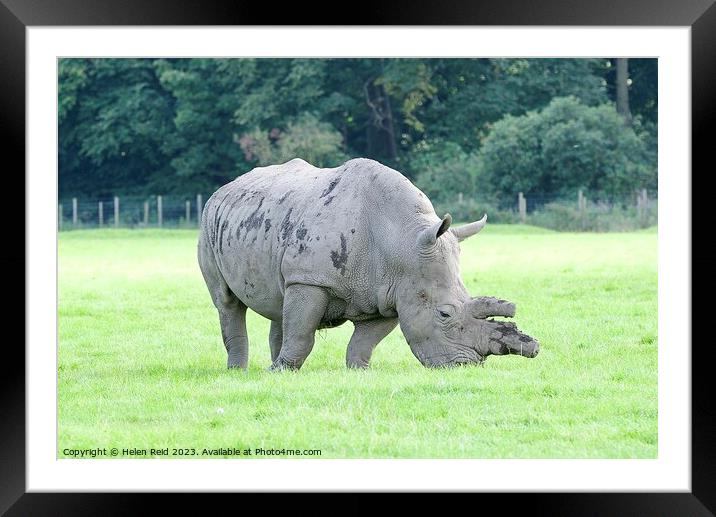 White Rhinoceros  Framed Mounted Print by Helen Reid