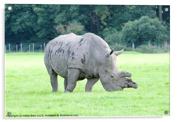White Rhinoceros  Acrylic by Helen Reid