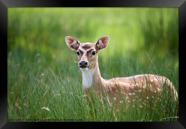 Sika deer Animal on the field Framed Print by Helen Reid