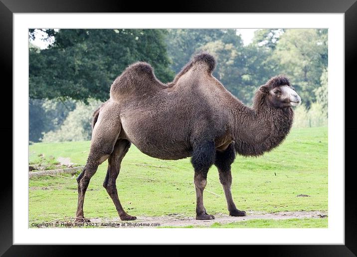 Bactrian Camel - Knowsley Safari Park Framed Mounted Print by Helen Reid