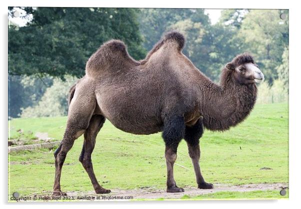 Bactrian Camel - Knowsley Safari Park Acrylic by Helen Reid