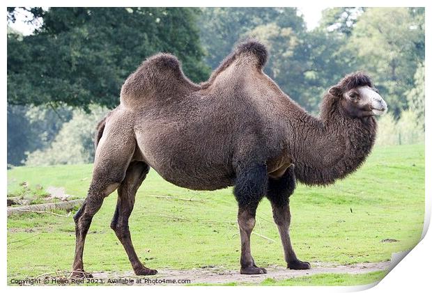Bactrian Camel - Knowsley Safari Park Print by Helen Reid