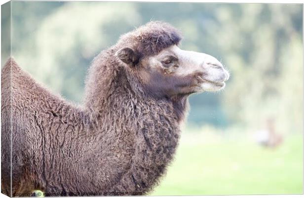 A close up of a Bactrian Camel - Knowsley Safari Park Canvas Print by Helen Reid