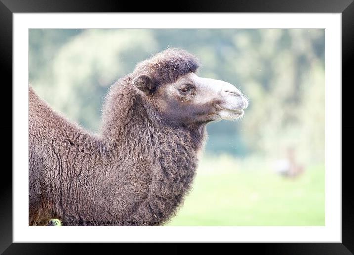 A close up of a Bactrian Camel - Knowsley Safari Park Framed Mounted Print by Helen Reid