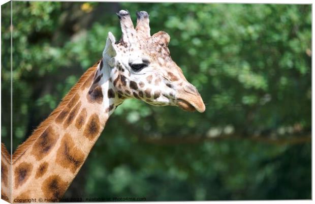 A close up of a giraffe head - Knowsley Safari Park Canvas Print by Helen Reid