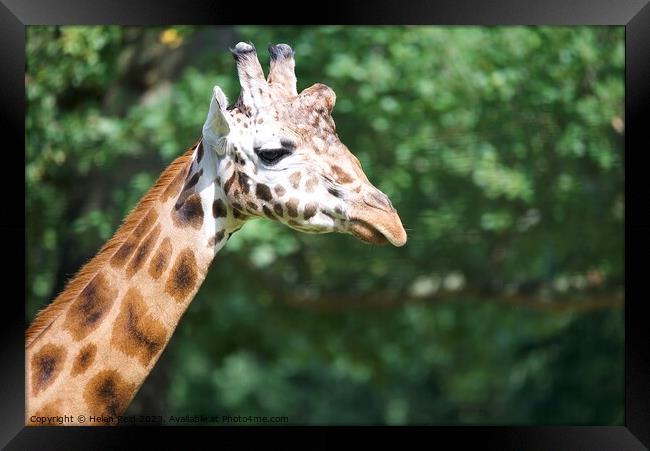 A close up of a giraffe head - Knowsley Safari Park Framed Print by Helen Reid
