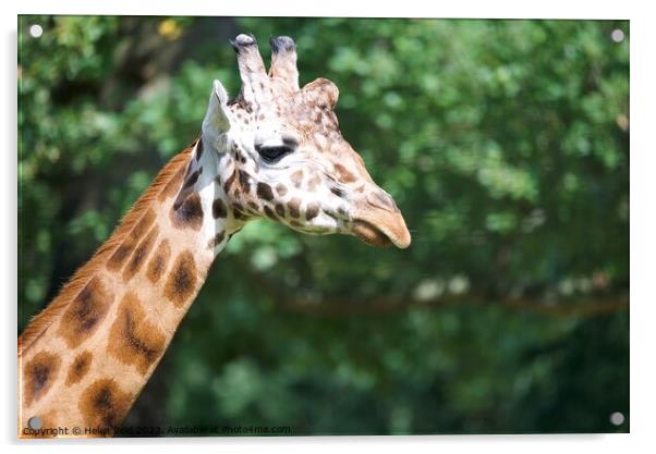 A close up of a giraffe head - Knowsley Safari Park Acrylic by Helen Reid