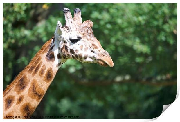A close up of a giraffe head - Knowsley Safari Park Print by Helen Reid