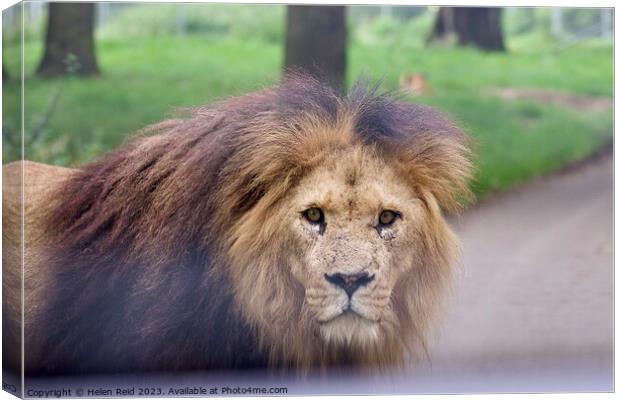 Male Lion staring at Camera - Knowsley Safari Park Canvas Print by Helen Reid