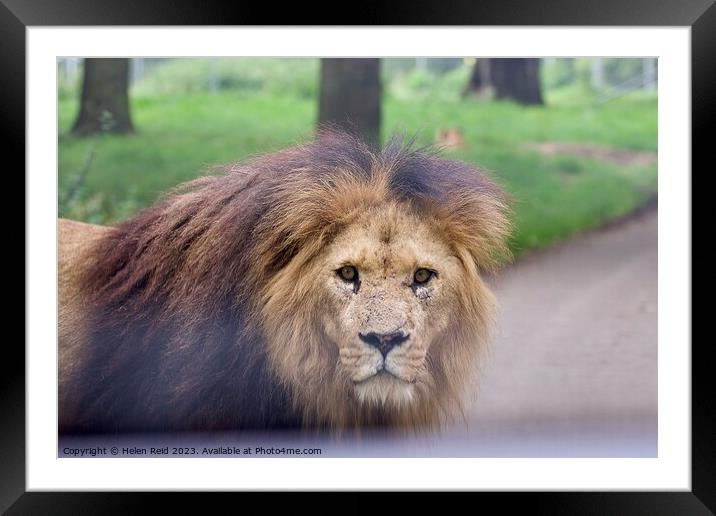 Male Lion staring at Camera - Knowsley Safari Park Framed Mounted Print by Helen Reid