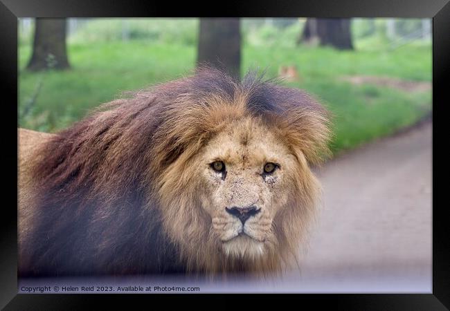 Male Lion staring at Camera - Knowsley Safari Park Framed Print by Helen Reid
