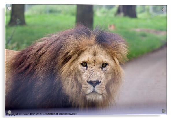 Male Lion staring at Camera - Knowsley Safari Park Acrylic by Helen Reid