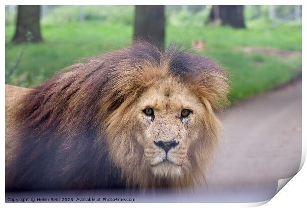 Male Lion staring at Camera - Knowsley Safari Park Print by Helen Reid