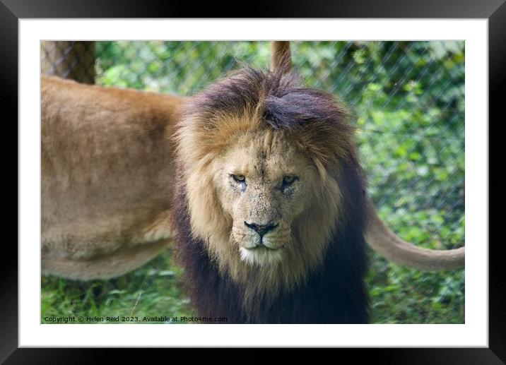 A lion looking at the camera - Knowsley Safari Park Framed Mounted Print by Helen Reid