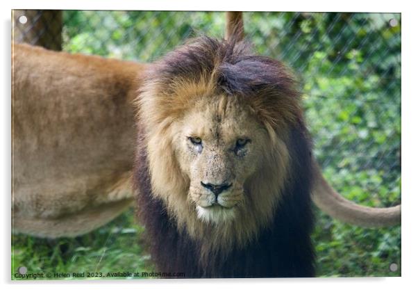 A lion looking at the camera - Knowsley Safari Park Acrylic by Helen Reid