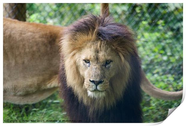 A lion looking at the camera - Knowsley Safari Park Print by Helen Reid