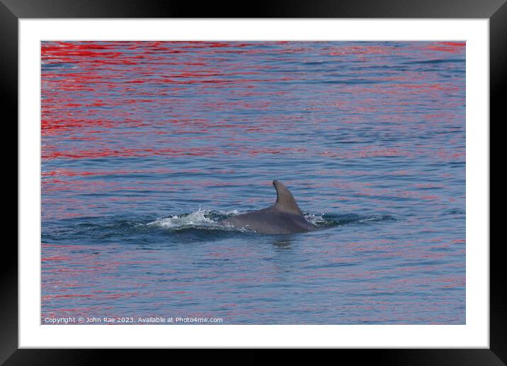 Dolphin on the river Clyde Framed Mounted Print by John Rae