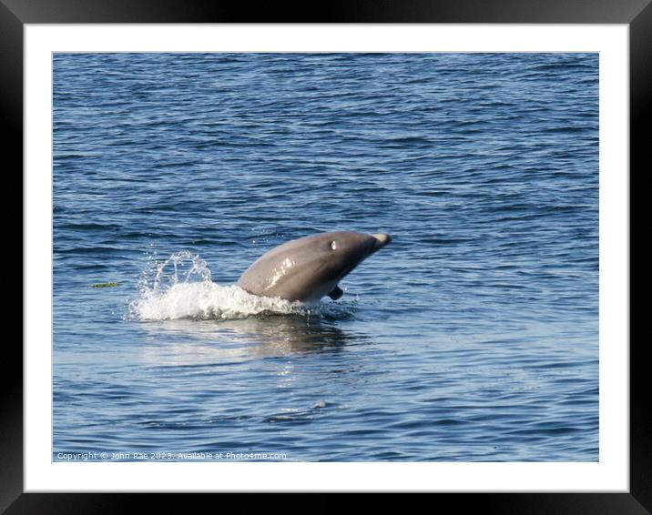 Dolphin on the river Clyde Framed Mounted Print by John Rae