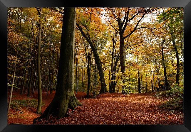 autumn forest Framed Print by Jo Beerens