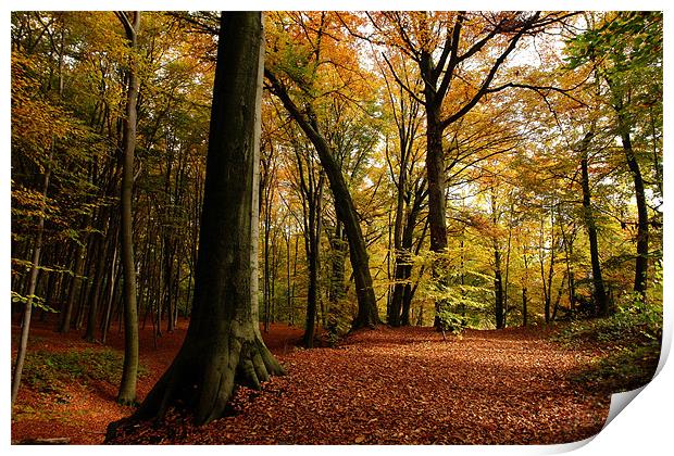autumn forest Print by Jo Beerens