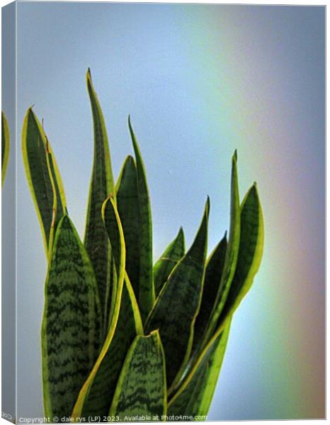 Vibrant African Snake Plant Portrait mother-in-law Canvas Print by dale rys (LP)