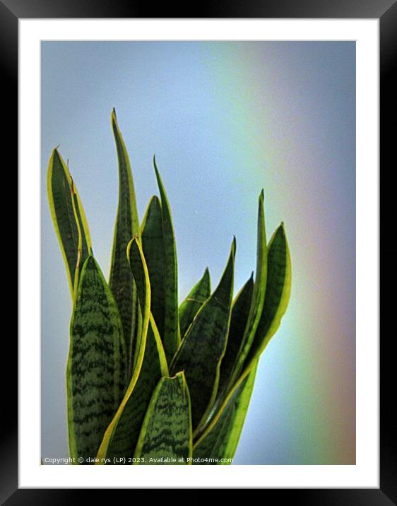 Vibrant African Snake Plant Portrait mother-in-law Framed Mounted Print by dale rys (LP)