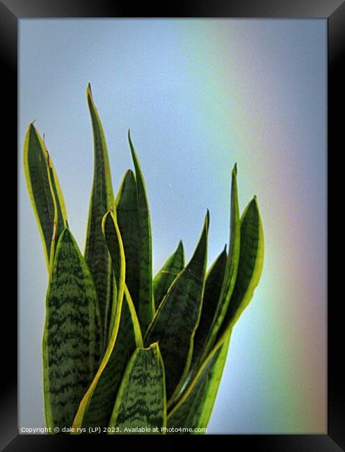 Vibrant African Snake Plant Portrait mother-in-law Framed Print by dale rys (LP)