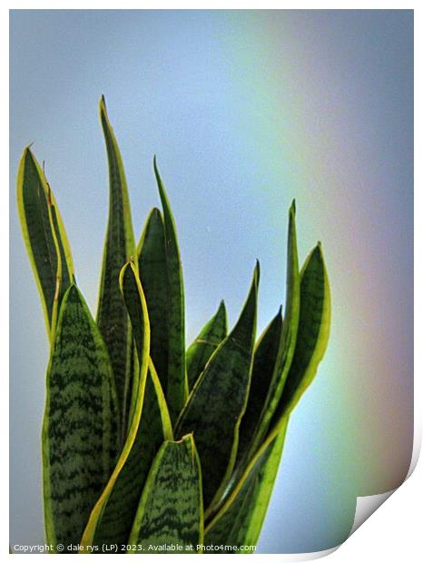 Vibrant African Snake Plant Portrait mother-in-law Print by dale rys (LP)