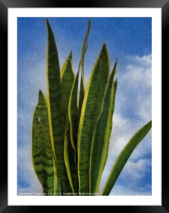 Plant leaves Plant leaves mother-in-laws tongue Framed Mounted Print by dale rys (LP)