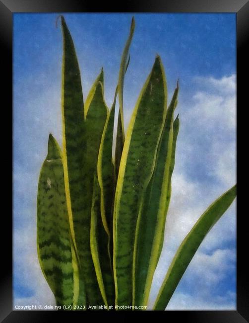 Plant leaves Plant leaves mother-in-laws tongue Framed Print by dale rys (LP)
