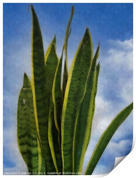 Plant leaves Plant leaves mother-in-laws tongue Print by dale rys (LP)