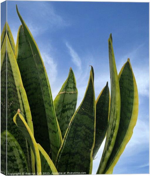 Plant leaves Plant leaves mother-in-laws tongue Canvas Print by dale rys (LP)