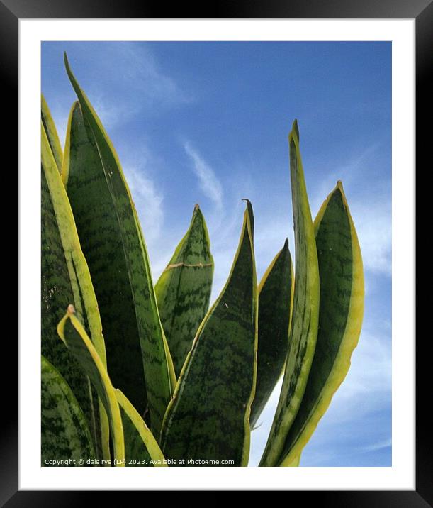 Plant leaves Plant leaves mother-in-laws tongue Framed Mounted Print by dale rys (LP)