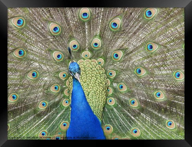 Peacock Framed Print by ANDREW BENHAM