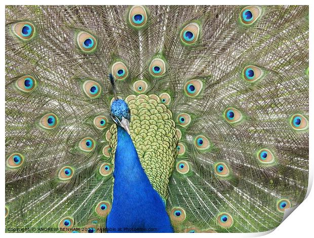 Peacock Print by ANDREW BENHAM