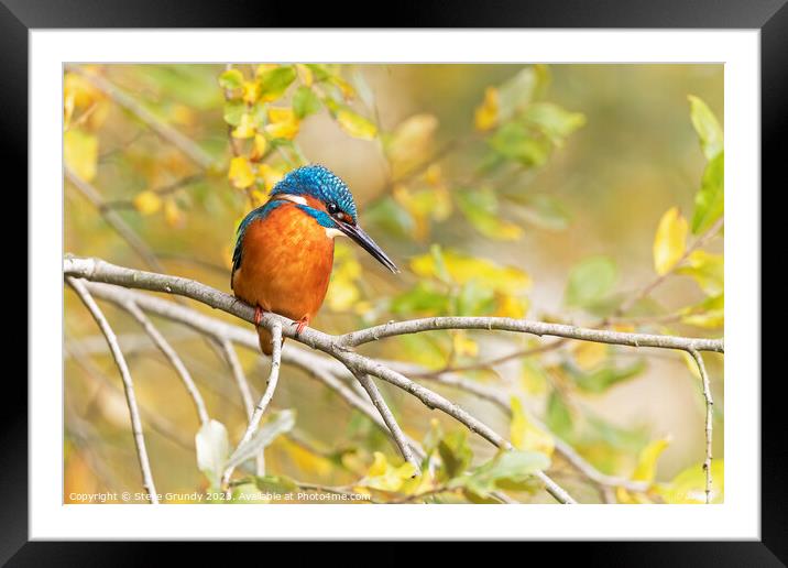 Elegant Autumnal (Fall) Kingfisher Framed Mounted Print by Steve Grundy