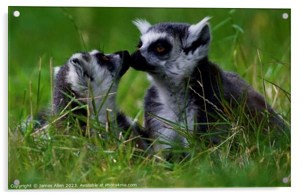Lemurs  Acrylic by James Allen