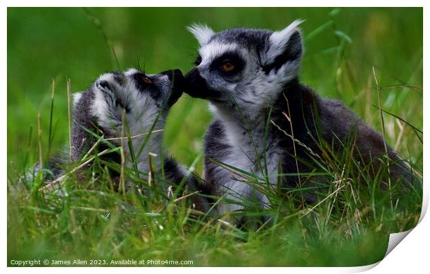 Lemurs  Print by James Allen