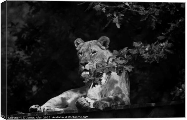Lions  Canvas Print by James Allen