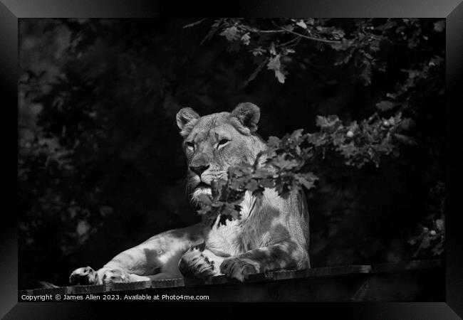 Lions  Framed Print by James Allen