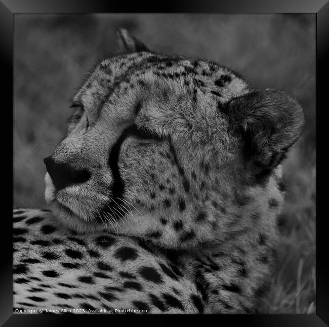 Cheetah  Framed Print by James Allen