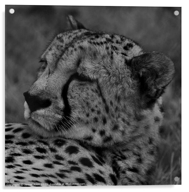 Cheetah  Acrylic by James Allen