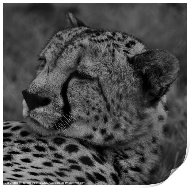 Cheetah  Print by James Allen
