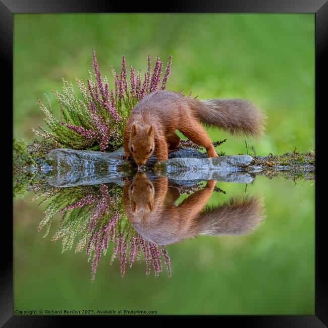 A Red Squirrel Drinking Framed Print by Richard Burdon